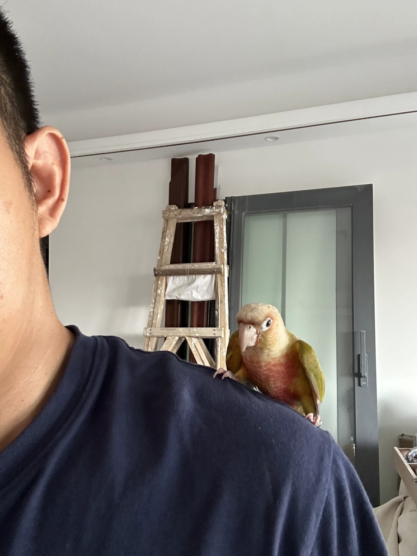 凤梨小太阳鹦鹉 带合法标识850出 全国包邮